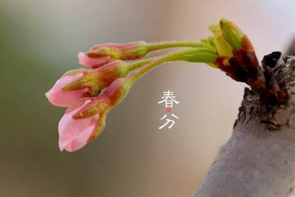 春分穿什么衣服合適 春分對人們生活的影響