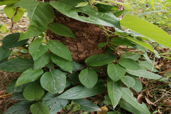 雞屎藤可以用來治療濕疹嗎 雞屎藤可以煮水給寶寶洗澡嗎