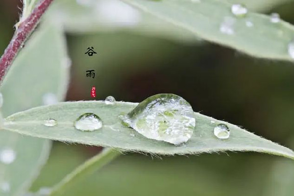 谷雨節(jié)氣吃什么傳統(tǒng)食物 谷雨節(jié)氣養(yǎng)生吃什么