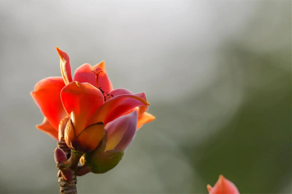 木棉花可以煲湯喝嗎 木棉花煲湯是用干的還是新鮮的