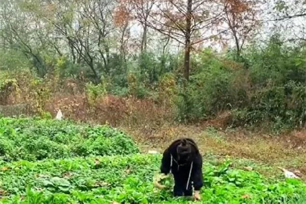 女子獨居農村月入1千稱很快樂 獨居生活是一種什么感受