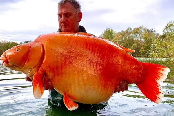 世界最大金魚(yú)被釣上岸已活20年 金魚(yú)有哪些品種