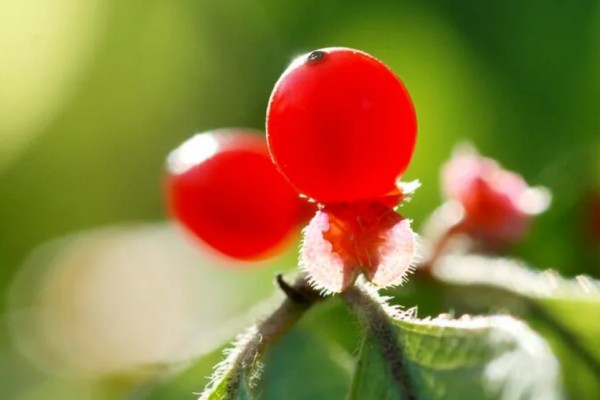 紅豆發(fā)豆芽可以吃嗎 紅豆發(fā)芽要多長(zhǎng)時(shí)間