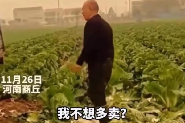 大叔因500斤白菜賣30元痛哭系擺拍 白菜的營養(yǎng)價值及功效