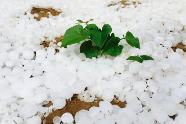 南方多地遭冰雹襲擊 冰雹是哪個季節(jié)下的