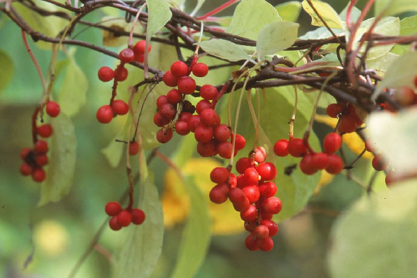 五味子是補(bǔ)腎陽(yáng)還是補(bǔ)腎陰的 五味子適合什么人群喝