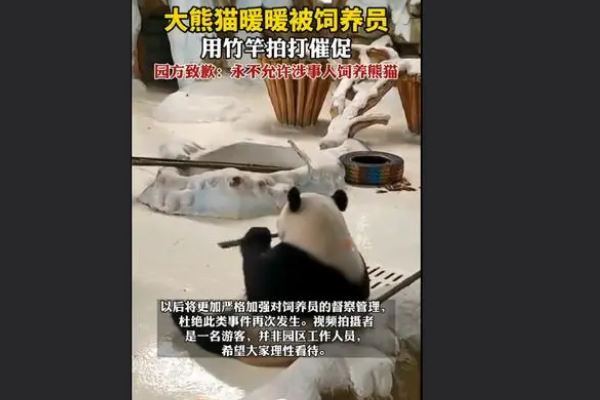 飼養(yǎng)員用竹竿打熊貓暖暖園方回應 熊貓是國家?guī)准壉Ｗo動物