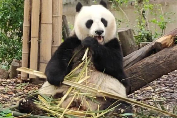 飼養(yǎng)員用竹竿打熊貓暖暖園方回應 熊貓是國家?guī)准壉Ｗo動物